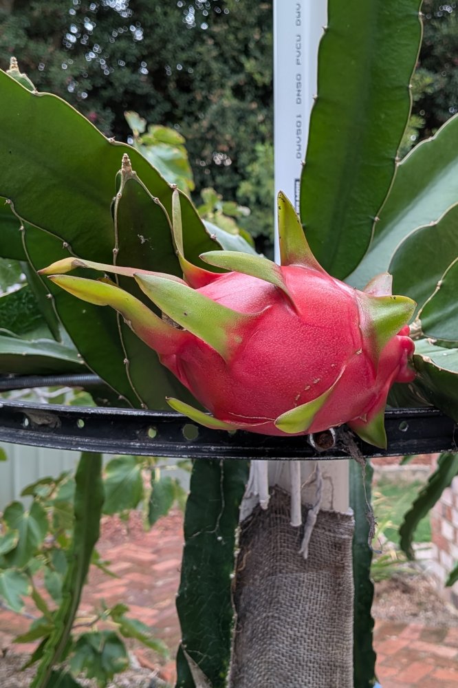 Ripening fruit